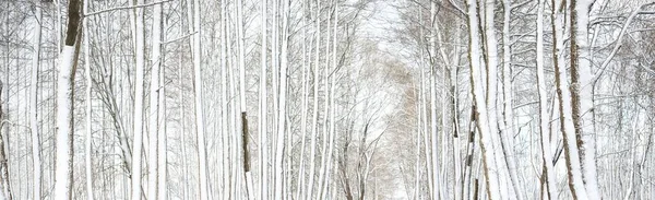 冬季森林景观 参天大树大气景观 气候变化 环境保护 全景视图 — 图库照片