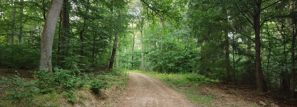 Estrada Rural Caminho Através Das Colinas Floresta Faia Verde Árvores — Fotografia de Stock