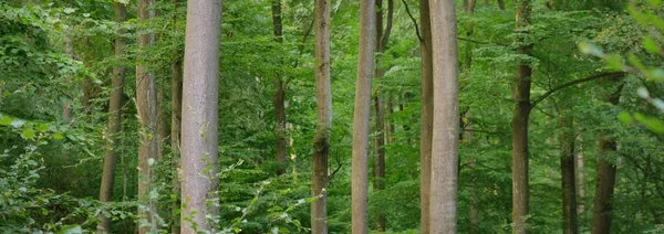 Vista Panorâmica Misteriosa Floresta Escura Faia Árvores Fortes Luz Solar — Fotografia de Stock