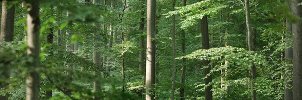 Panoramisch Uitzicht Het Donkere Mysterieuze Beukenbos Machtige Bomen Zonlicht Door — Stockfoto