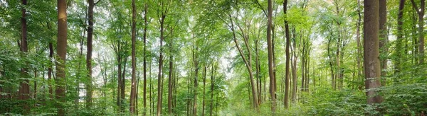 Vista Panoramica Sulla Misteriosa Foresta Faggi Alberi Possenti Luce Del — Foto Stock