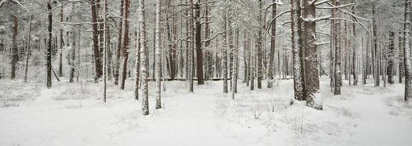 Karla Kaplı Çam Ağacı Ormanına Giden Yol Kar Fırtınası Ağaçlar — Stok fotoğraf