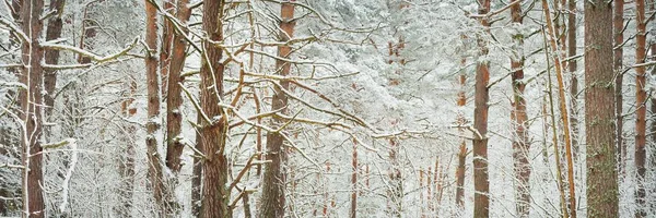 Χειμερινό Δάσος Τοπίο Δυνατά Δέντρα Ατμοσφαιρικό Τοπίο Κλιματική Αλλαγή Φύση — Φωτογραφία Αρχείου