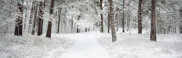 雪に覆われた常緑の森林の丘 ブリザード トウヒの木を閉じる 経路からの眺め 大気の風景 冬の不思議の国 気候変動 環境保全 ヨーロッパ — ストック写真