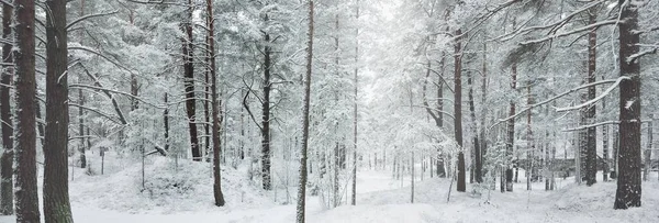 覆盖着白雪的常绿森林小山 云杉树的特写 从一个路径来看 大气景观 冬天的仙境气候变化 自然和环境保护 — 图库照片