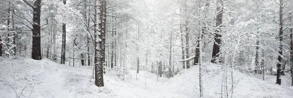 Karla kaplı Evergreen orman tepeleri. Kar fırtınası. Çam, çam ağaçları, yakın plan. Bir patikadan bak. Atmosferik manzara. Kış Harikalar Diyarı. İklim değişikliği, doğal, çevresel koruma. Avrupa