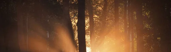夜には巨大な木を通って照らされた道 怖い森の風景 暗闇の中の木のシルエット 黄金の光 パノラマ画像 ゴシックの概念 — ストック写真