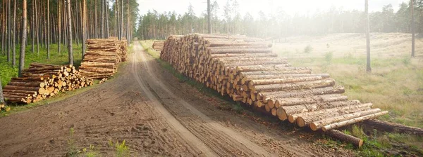 Свежеприготовленные Дрова Вечнозеленом Лесу Сосновые Бревна Крупным Планом Ущерб Окружающей — стоковое фото