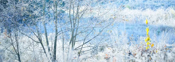 Prairie Forestière Arbres Couverts Givre Blanc Cristallin Paysage Idyllique Lumière — Photo