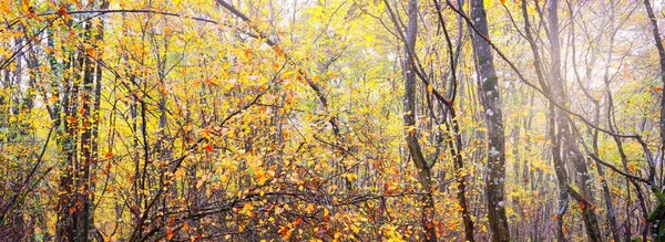 Vista Panorâmica Floresta Outono Árvores Fortes Musgo Folhas Verdes Alaranjadas — Fotografia de Stock