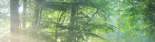 Majestuoso Bosque Siempreverde Una Niebla Poderosas Siluetas Pino Abeto Cerca —  Fotos de Stock