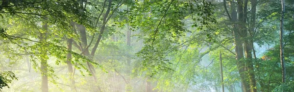 Величественный Вечнозеленый Лес Тумане Могучие Силуэты Сосен Ели Крупным Планом — стоковое фото