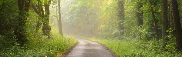 Egy Fenséges Zöld Lombhullató Erdőben Természetes Alagút Hatalmas Sziluettek Köd — Stock Fotó