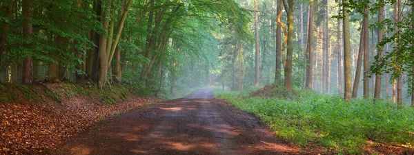 Camino Majestuoso Bosque Verde Caducifolio Túnel Natural Poderosas Siluetas Árboles —  Fotos de Stock