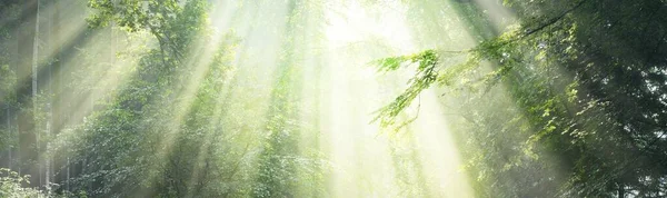 雄大な緑の落葉樹林 自然トンネルだ 力強い木のシルエット 柔らかい日差し 大気の夢のような夏の風景 純粋な自然 生態学 ファンタジー おとぎ話 — ストック写真