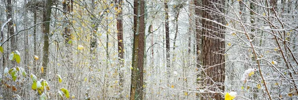 Een Moerassig Herfstbos Groene Gouden Bladeren Dennen Esdoorn Berkenbomen Bedekt — Stockfoto