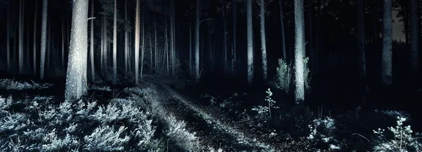 Nachts Beleuchtete Wege Durch Die Mächtigen Bäume Gruselige Waldszene Baumsilhouetten — Stockfoto