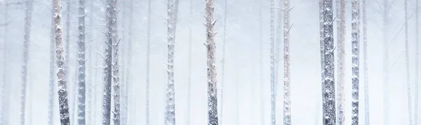 Pins Couverts Givre Dans Forêt Après Blizzard Texture Naturelle Fond — Photo