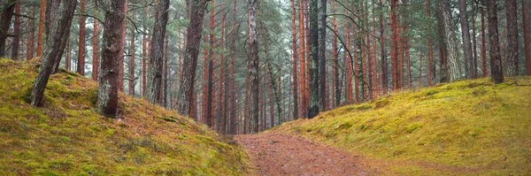 Stezka Mezi Mohutnými Borovicemi Věčně Zeleném Lese Během Podzimního Období — Stock fotografie