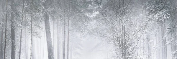 暴风雪过后 森林里的松树被冻土覆盖着 自然质感背景冬天的仙境圣诞节 生态旅游 风景如画的全景 — 图库照片