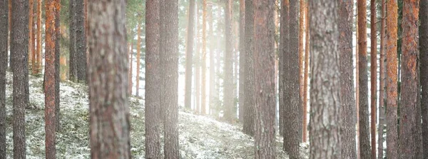 Bir kar fırtınasından sonra ormanda çam ağaçları kırağı ile kaplıdır. Doğal doku, arka plan. Kış Harikalar Diyarı. Noel, eko-turizm, mevsimler, doğa, manzara. Resimli panoramik görünüm