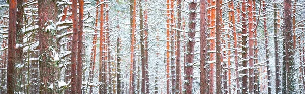 Соснові Дерева Покриті Калюжею Лісі Після Хуртовини Натуральна Текстура Фон — стокове фото