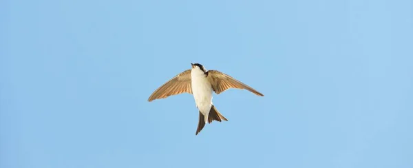 普通家庭的Martin Delichon Urbicum 从巢穴飞出 晴朗的蓝天 快乐的象征自然 野生动物 鸟类观察 鸟类学 图像资源 — 图库照片