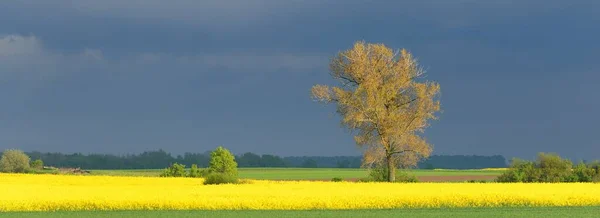 Blommande Gula Rapsfält Och Ensamma Mäktiga Träd Dramatisk Himmel Polen — Stockfoto