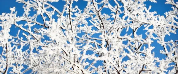 Snow Covered Trees Clear Blue Sky Blizzard Hoarfrost Tree Branches — Stock Photo, Image
