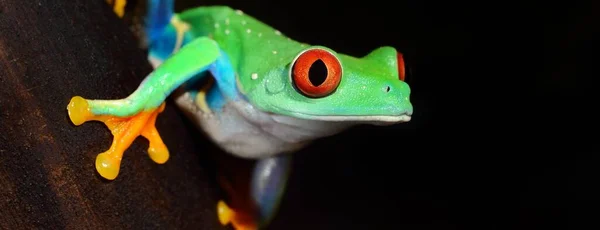 Rana Ojos Rojos Agalychnis Callidryas Aislado Sobre Fondo Negro Primer — Foto de Stock