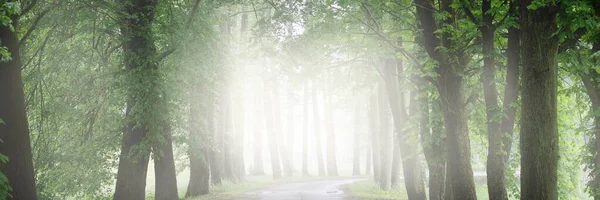 黑暗空旷的神秘小巷 单行乡间小路 穿过绿落叶的树木 Idyllic景观 天然隧道自行车 北步行 生态旅游 — 图库照片