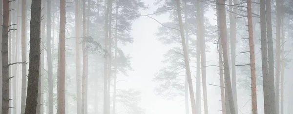 Fenséges Örökzöld Erdő Ködben Erős Fenyő Lucfenyő Sziluettek Közelről Légköri — Stock Fotó