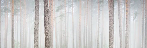 Majestatyczny Wiecznie Zielony Las Mgle Potężna Sosna Świerk Drzewko Sylwetki — Zdjęcie stockowe
