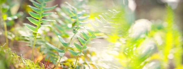 Νεαρά Φύλλα Πράσινης Φτέρης Κοντά Μαλακό Φως Νωρίς Την Άνοιξη — Φωτογραφία Αρχείου