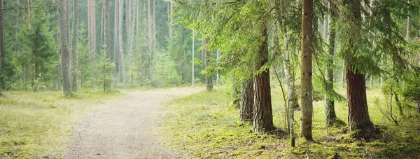 Rural road through the evergreen forest. Pine, fir, spruce trees, tree logs, green plants, moss. Mist, soft sunlight. Spring landscape. Europe. Nature, ecology, environment, ecotourism, nordic walking