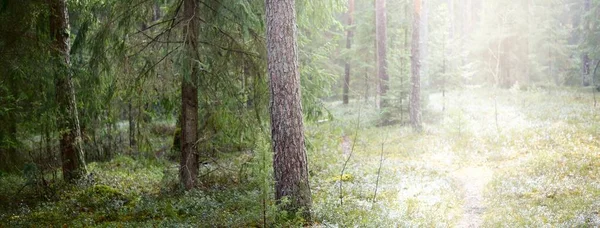 Путь Через Холмы Вечнозеленого Леса Сосна Пихта Ели Бревна Зеленые — стоковое фото