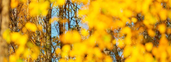 Árvores Caducas Com Folhas Coloridas Verdes Amarelas Laranja Douradas Raios — Fotografia de Stock