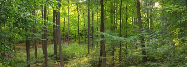Droga Wiejska Ścieżka Przez Wzgórza Ciemnego Lasu Bukowego Potężne Drzewa — Zdjęcie stockowe