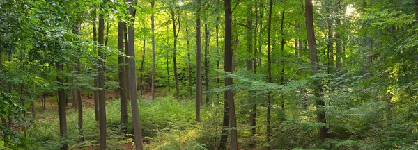 Landelijke Weg Pad Door Heuvels Van Donker Beukenbos Machtige Bomen — Stockfoto