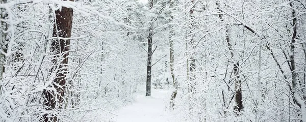 暴风雪过后 穿过白雪覆盖的森林小山的小径 天然隧道大气景观 冬天的仙境气候变化 环境保护 — 图库照片