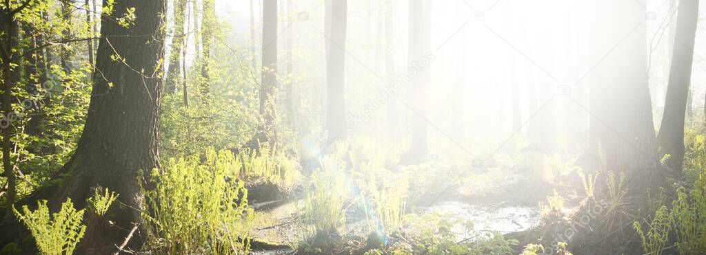 Northern evergreen forest in a morning fog. Mighty pine trees, plants, fern. Pure sunlight, sunbeams Idyllic spring landscape. Ecology, ecosystems, environmental conservation, ecotourism
