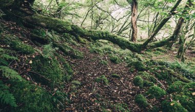 İskoçya 'nın yemyeşil yağmur ormanlarının nefes kesici manzarası. Güçlü ağaçlar, yosun ve eğreltiotu yakın plan. Crinan Kanalı, Argyll ve Bute, İskoçya, İngiltere. Karanlık atmosferik manzara