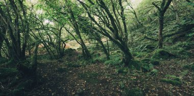 İskoçya 'nın yemyeşil yağmur ormanlarının nefes kesici manzarası. Güçlü ağaçlar, yosun ve eğreltiotu yakın plan. Crinan Kanalı, Argyll ve Bute, İskoçya, İngiltere. Karanlık atmosferik manzara