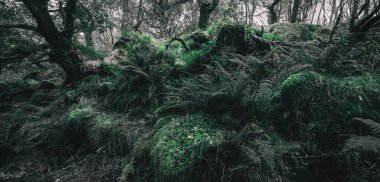 İskoçya 'nın yemyeşil yağmur ormanlarının nefes kesici manzarası. Güçlü ağaçlar, yosun ve eğreltiotu yakın plan. Crinan Kanalı, Argyll ve Bute, İskoçya, İngiltere. Karanlık atmosferik manzara