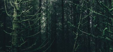 Ardrishaig 'in küçük bir köyündeki Evergreen kozalaklı orman. Yakından firavun ağaçları. Loch Fyne, Crinan Kanalı, Argyll ve Bute, İskoçya, İngiltere. Karanlık, gizemli bir manzara. Ekoloji, çevre koruma