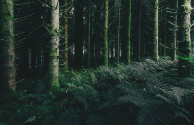 Ardrishaig 'in küçük bir köyündeki Evergreen kozalaklı orman. Ağaçlar ve eğrelti otları yakın plan. Loch Fyne, Crinan Kanalı, Argyll ve Bute, İskoçya, İngiltere. Karanlık, gizemli bir manzara. Çevresel koruma