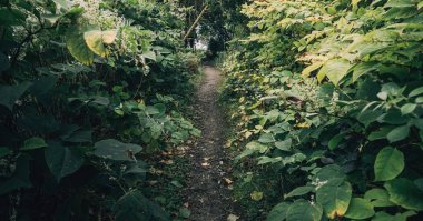 Küçük bir Ardrishaig köyünde yağmur ormanı. Yeşil yapraklar yakın plan. Loch Fyne, Crinan Kanalı, İskoçya, İngiltere. Karanlık, gizemli bir manzara. Ekoloji, çevre koruma, ulusal dönüm noktası, eko turizm