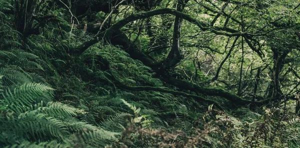 Adembenemend Uitzicht Het Schotse Altijd Groene Regenwoud Machtige Bomen Mos — Stockfoto