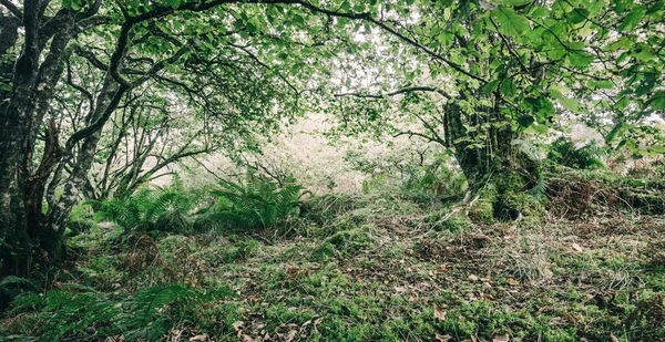 Vue Imprenable Sur Forêt Tropicale Écossaise Feuilles Persistantes Arbres Puissants — Photo
