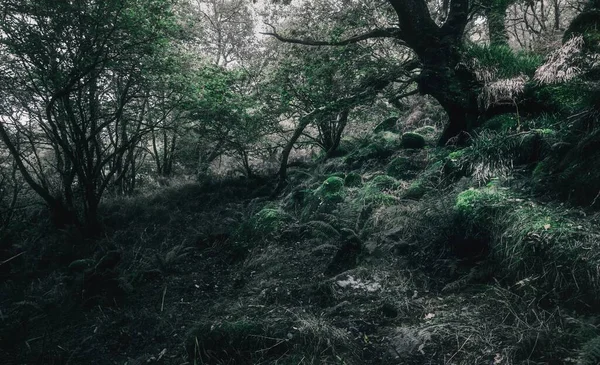 Vue Imprenable Sur Forêt Tropicale Écossaise Feuilles Persistantes Arbres Puissants — Photo